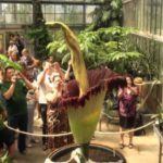 Rare corpse flower attracts 1,300 visitors